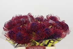 Leucospermum Painted Lilac 40cm