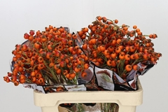 Rosa Hiphop Sunset 60cm