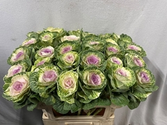 Brassica Crane Bicolour 70cm