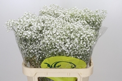 Gypsophila Paniculata Xlence 80cm 50gr.