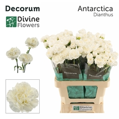 Dianthus Single Antarctica 60cm