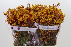 Anigozanthos Gold Fever 60cm