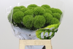 Dianthus Barb Kiwi Mellow 60cm