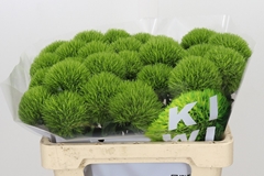 Dianthus Barb Kiwi Mellow 50cm