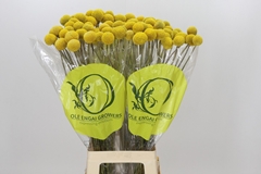 Craspedia Globosa Paintball Popup 80cm