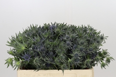 Eryngium Planum Magical Blue Lagoon 50cm