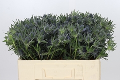 Eryngium Planum Magical Blue Lagoon 50cm