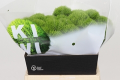 Dianthus Barb Kiwi Mellow 40cm
