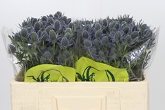 Eryngium Planum Magical Blue Lagoon 50cm