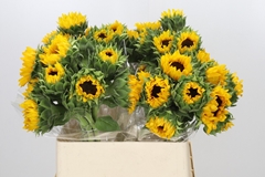 Helianthus Orange Fire 80cm