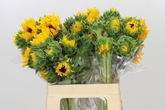 Helianthus Orange Fire 60cm