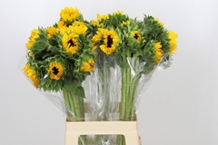 Helianthus Orange Fire 70cm