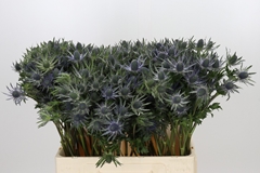 Eryngium Planum Magical Blue Lagoon 60cm