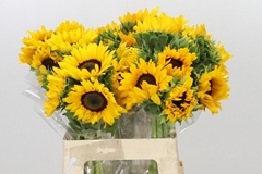 Helianthus Orange Fire 60cm