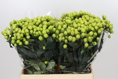 Hypericum Smiley Romance 60cm