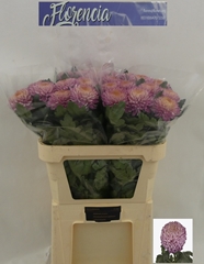 Chrysanth Single Bigoudi Pink 75cm 115gr.
