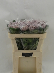 Chrysanth Single Vienna Pink 80cm 120gr.