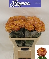 Chrysanth Single Bigoudi Bronze 75cm 100gr.