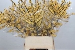 Ilex Verticillata Magical Citronella 100cm