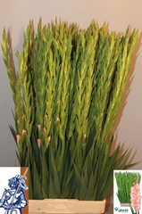 Gladiolus Karma 110cm 170gr.