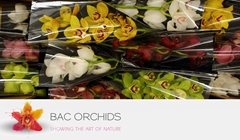 Cymbidium Mix 50cm