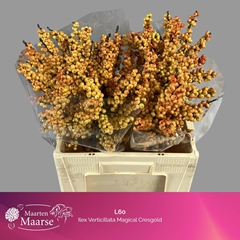 Ilex Verticillata Magical Cresgold 60cm
