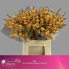 Ilex Verticillata Magical Cresgold 50cm