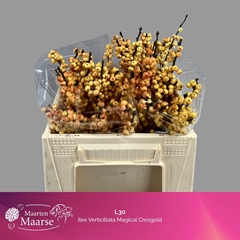 Ilex Verticillata Magical Cresgold 30cm
