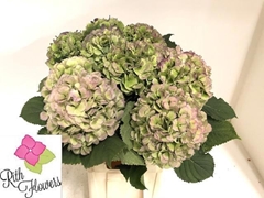 Hydrangea Verena Blue Classic 80cm 22-24cm Hd