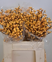Ilex Verticillata Golden Verboom 45cm