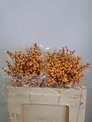 Ilex Verticillata Golden Verboom 50cm