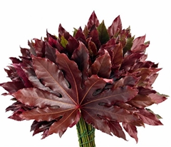 Fatsia Japonica Painted Red 45cm