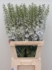 Delphinium Double Dewi Impressive White 100cm