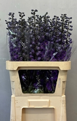 Delphinium Double Dev Purple Heart 90cm