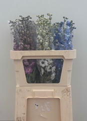 Delphinium Double Mix 80cm