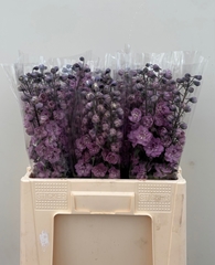 Delphinium Double Dewi Melody 60cm