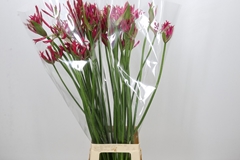 Nerine Pearls Of Cherry 90cm