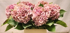 Hydrangea Bodensee Classic 90cm 17-19cm Hd