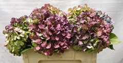 Hydrangea Bodensee Classic 45cm 16-18cm Hd