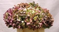 Hydrangea Bodensee Classic 30cm 14-16cm Hd