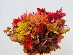 Quercus Autumn Per Bunch 65cm