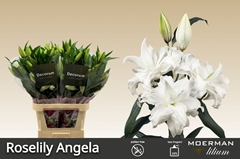 Lily Oriental Double Roselily Angela 95cm 4+
