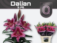 Lily Oriental Dalian 90cm 3+