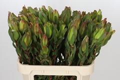 Leucadendron Laurel Yellow 80cm