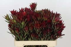 Leucadendron Salignum Blush 60cm