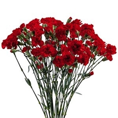 Dianthus Spray Red 65cm
