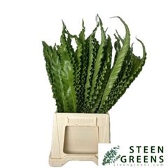 Asplenium Nidus Multilobum 50cm