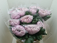 Chrysanth Single Vienna Pink 80cm 160gr.