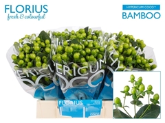 Hypericum Coco Bamboo 40cm