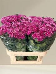 Chrysanth Single Hornbill Dark 80cm 90gr.